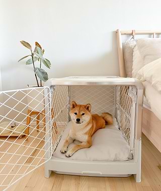 Shiba in a white Revol crate next to a modern bed
