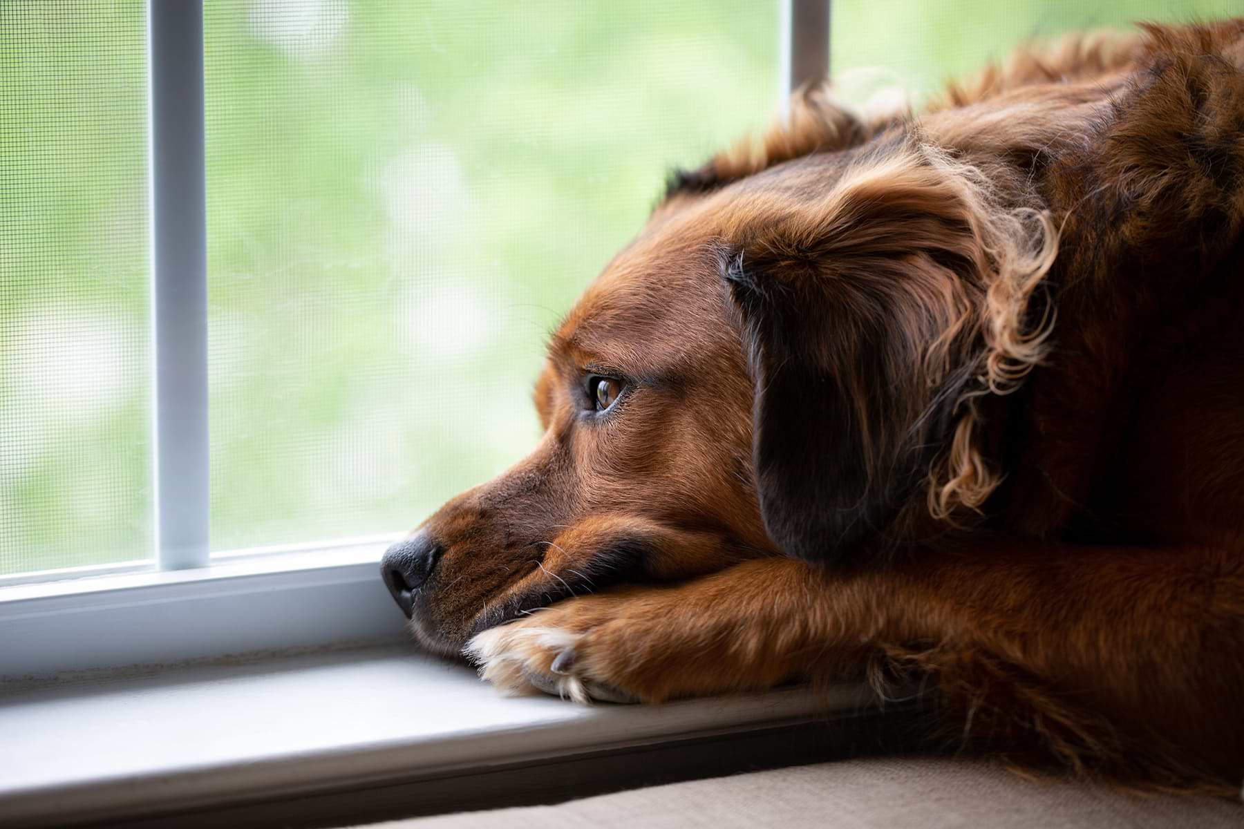 A dark brown dog staring outside of the window.