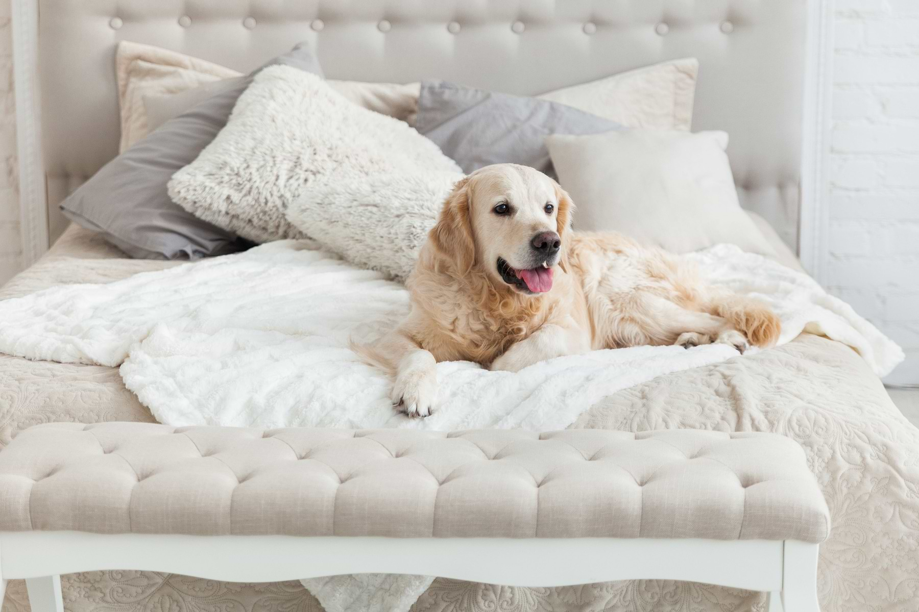  A happy dog lying on the bed. 