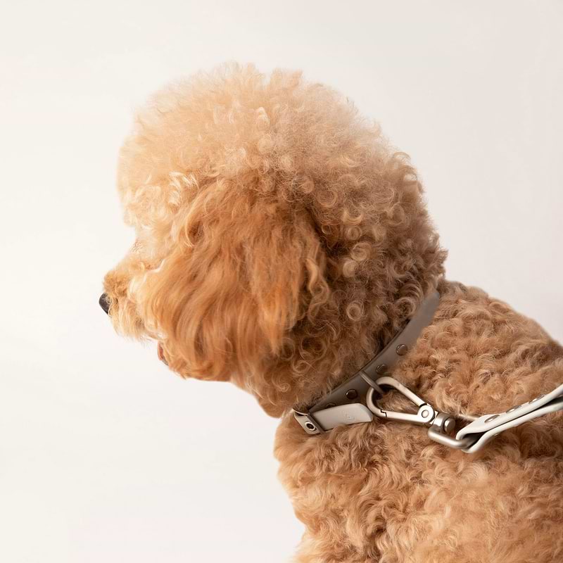 A Brown fluffy dog wearing a collar with a leash.