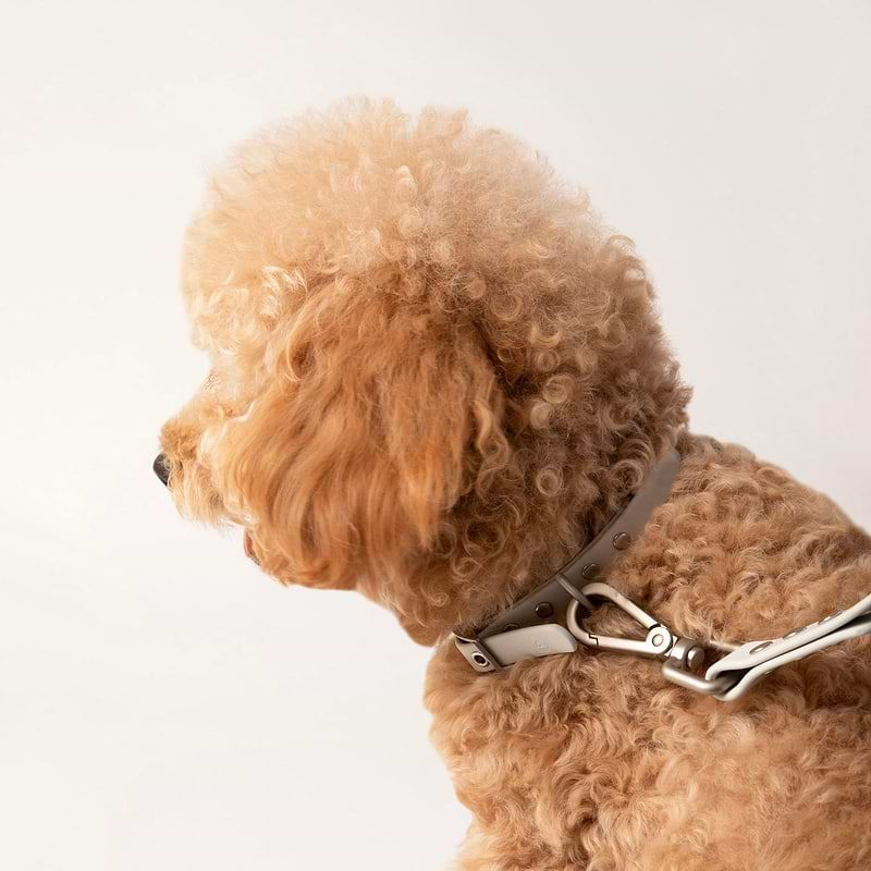 Toy poodle collar discount size