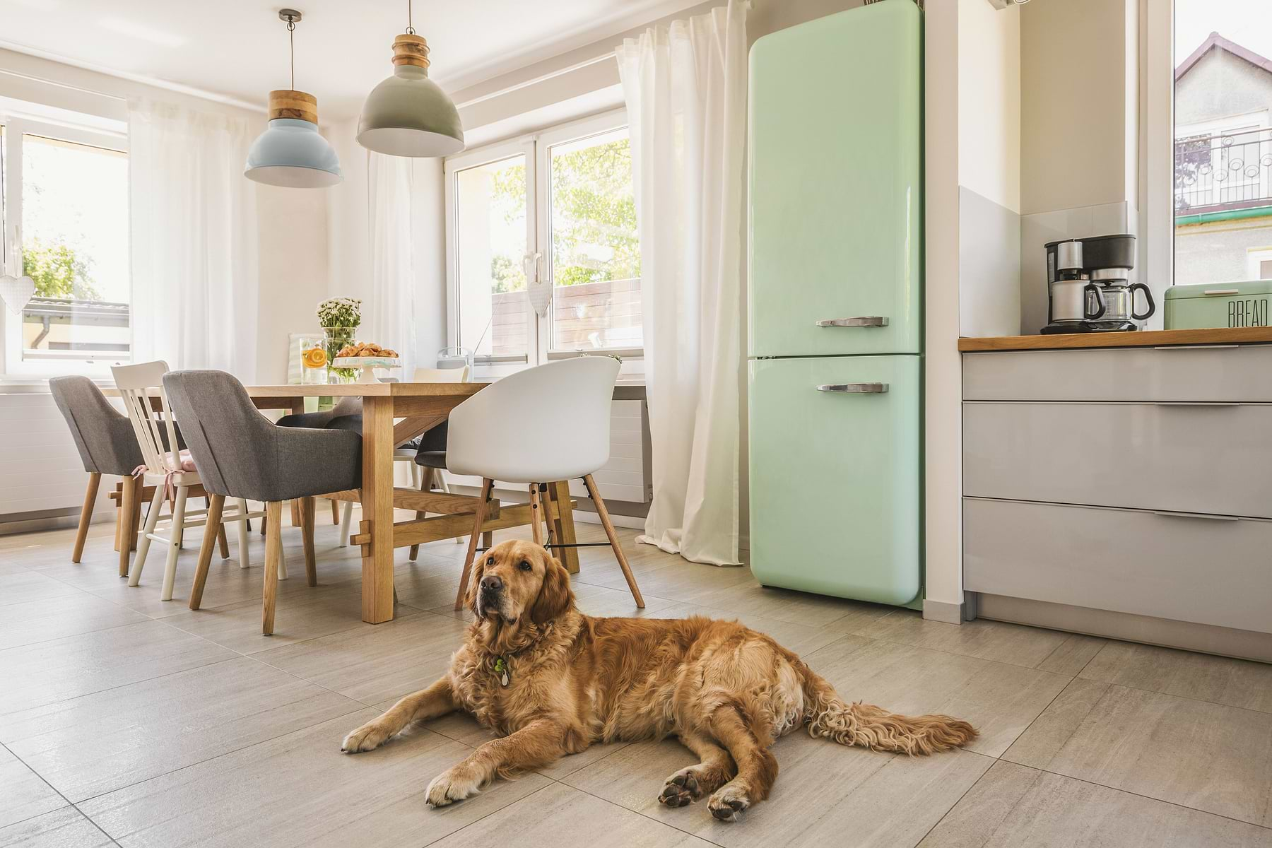  A brown dog lying on the floor of the dining area. 