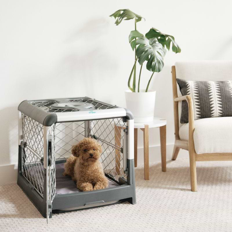 A dog lying on the Snooz Pad inside the Revol Crate while the Front door is open in the living room set up. 