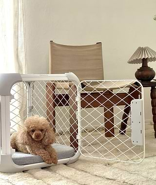  A small dog sitting in an Evolv Dog Crate 