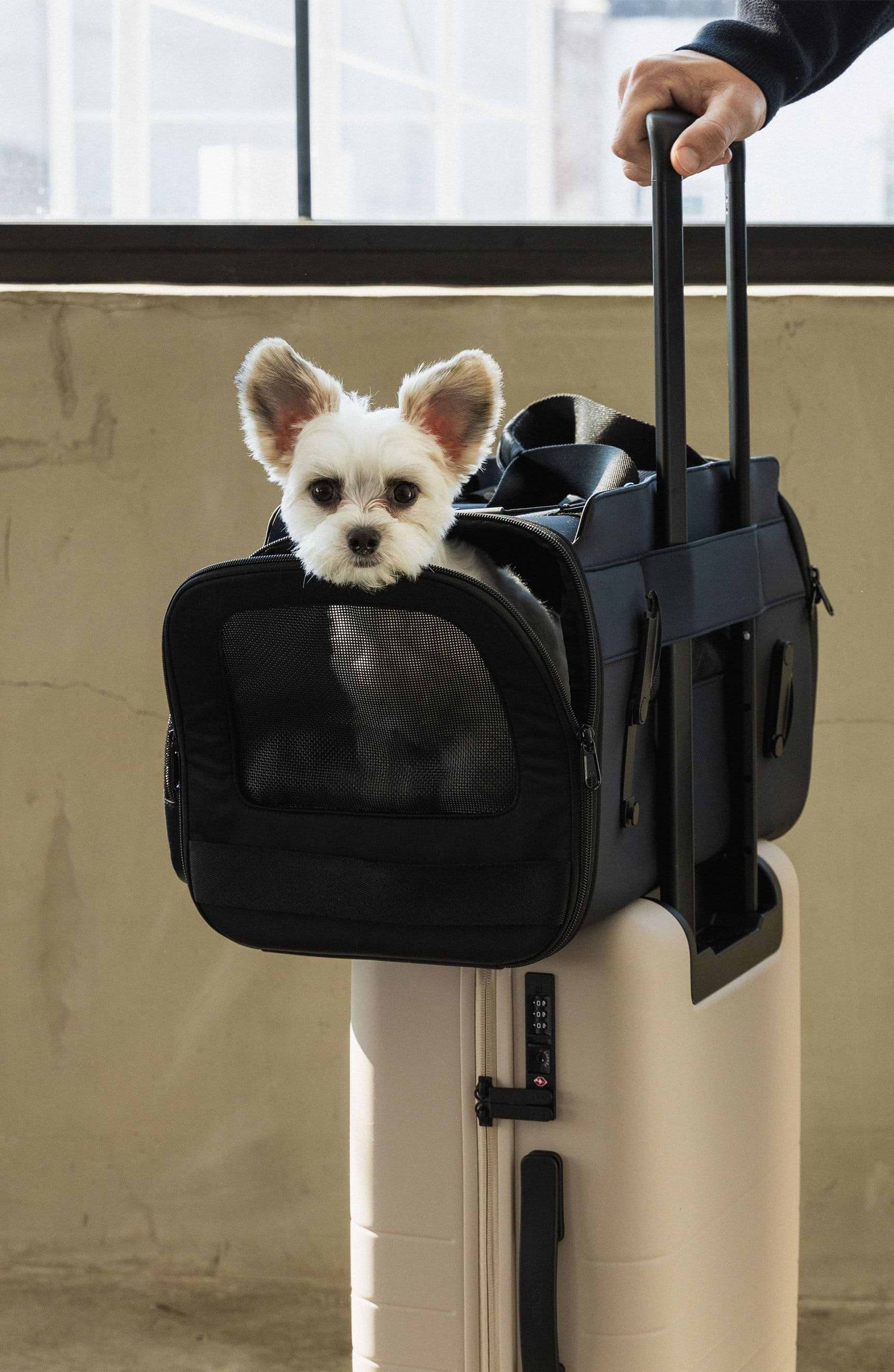 Warehouse pet carrier clearance