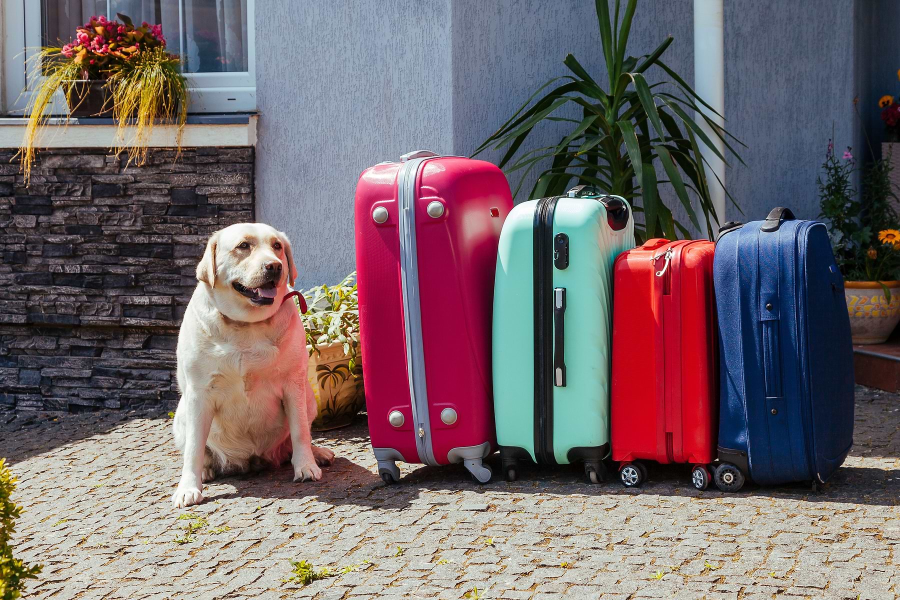 A light brown dog is sitting next to the blue, orange, cyan, and magenta luggages.