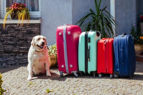 A light brown dog is sitting next to the blue, orange, cyan, and magenta luggages.