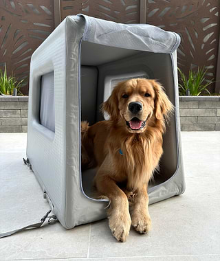  Golden retriever in Enventur kennel in a courtyard 