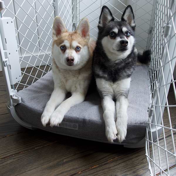 DSC04834 Two dogs laying on a Bolstr bed inside an Evolv Dog Crate