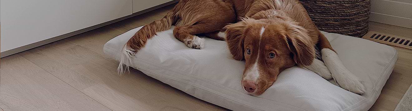 PLP Banners Bedding Desktop Darken A brown and white dog laying on a Pillo Dog Bed on the floor