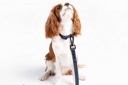 a brown and white dog wearing a Navy leash and collar