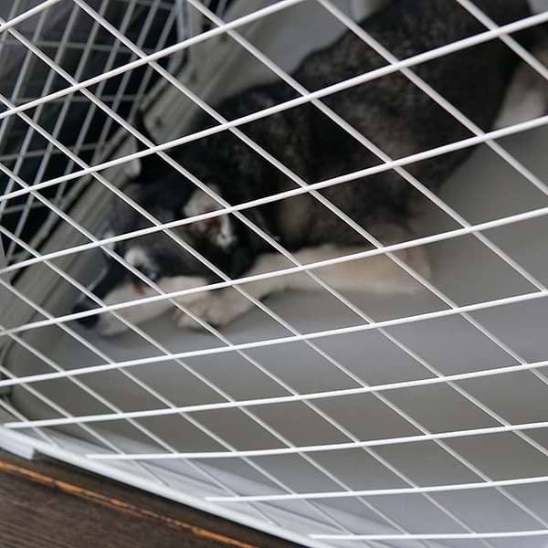 diggs evolv article 1 a dog inside of a crate an Evolv crate