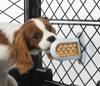  A brown and white dog licking a Groov Training Aid attached to a crate 