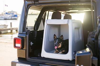 a dog in an open Enventur in the trunk of a car by a body of water