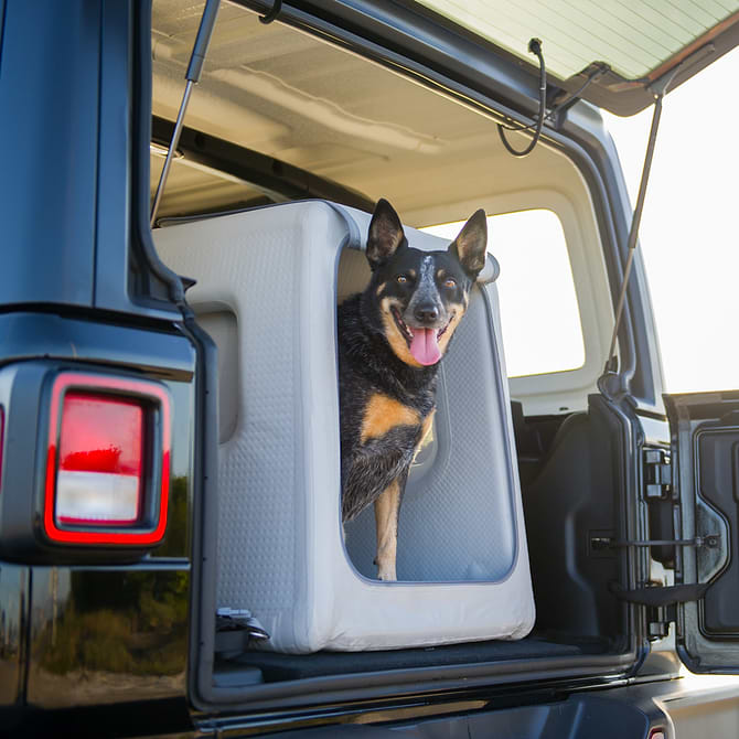 TampaProductPhotographer TheDashingGinger 328 1 1 a dog is peering out of an open enventur in the open trunk of a car