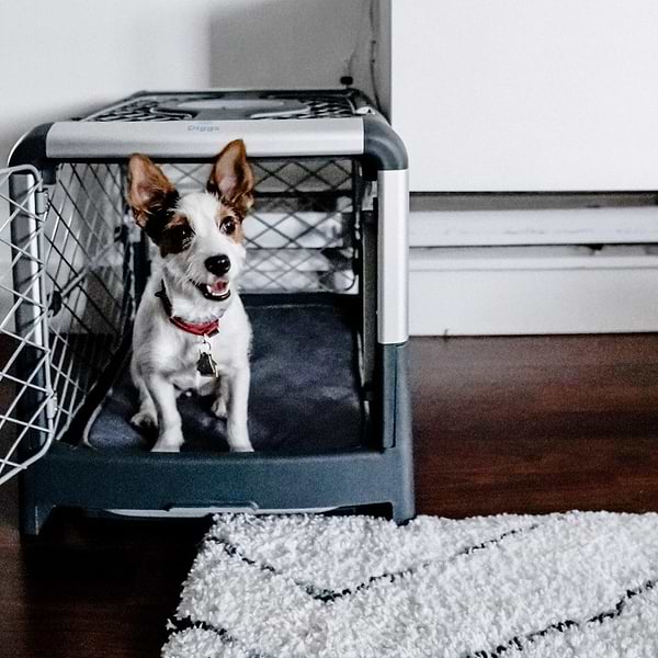  a small dog sitting in a dog crate 