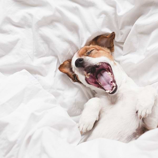  White and brown dog is yawning while laying on a white bedsheet 