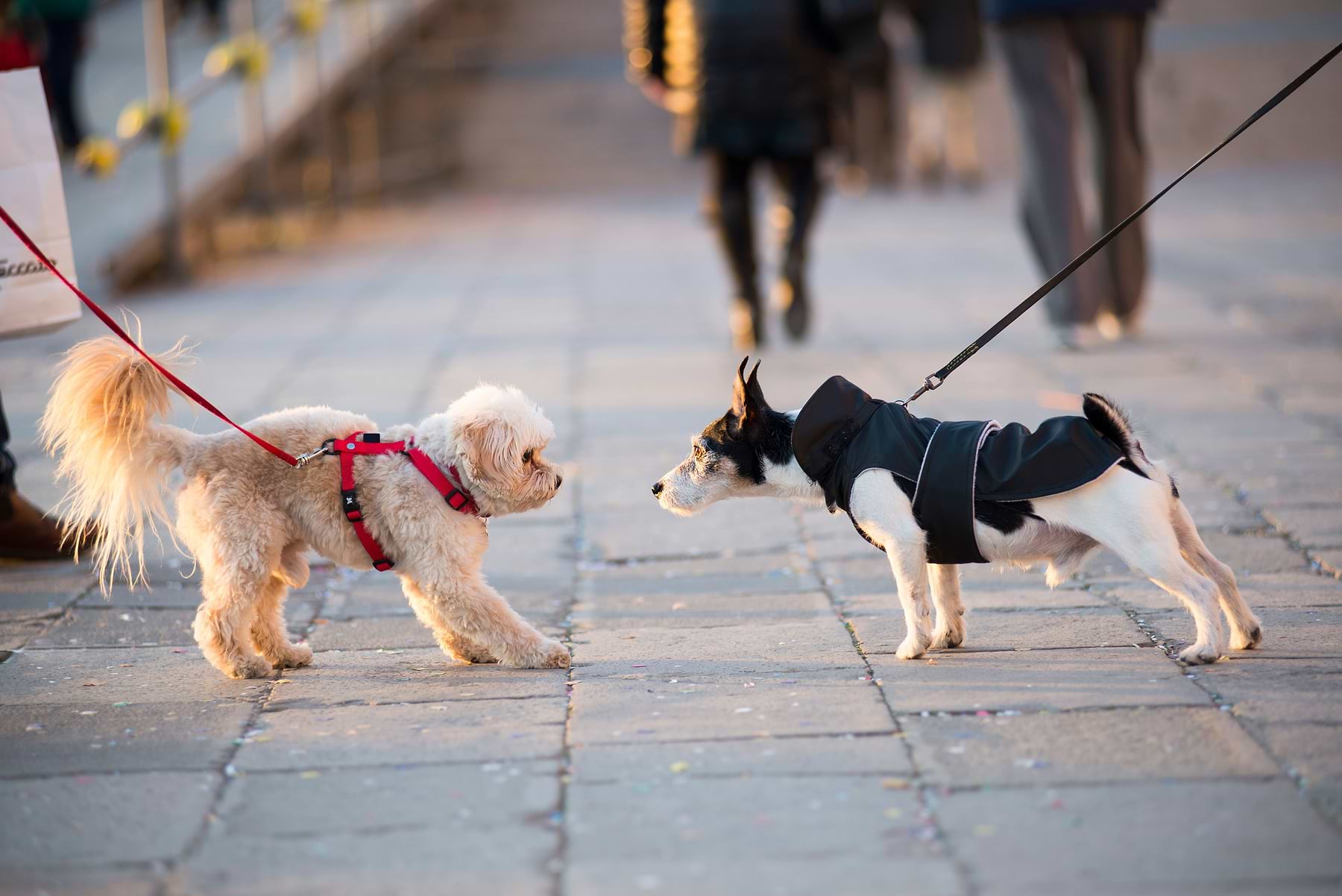 2 leashed puppies trying to get to each other and acting to fight. 