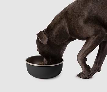 A brown dog eating out of a black bowl 