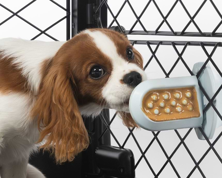 Image showcasing the collection Treats & Training: A brown and white dog eating out of a bowl 