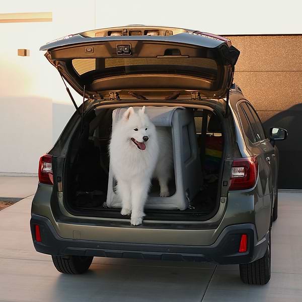 DIGGS Enventur Hero 1 Samoyed standing in Enventur Travel Kennel in the trunk of a Subaru
