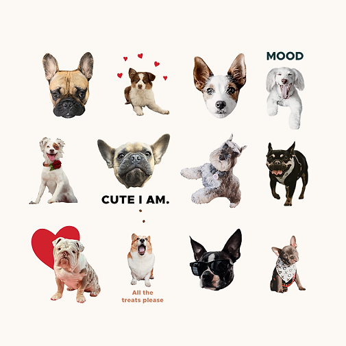  a moodboard of dog faces 