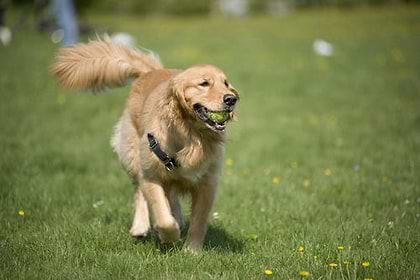 A dog is on the grass while a green ball is on its mouth.