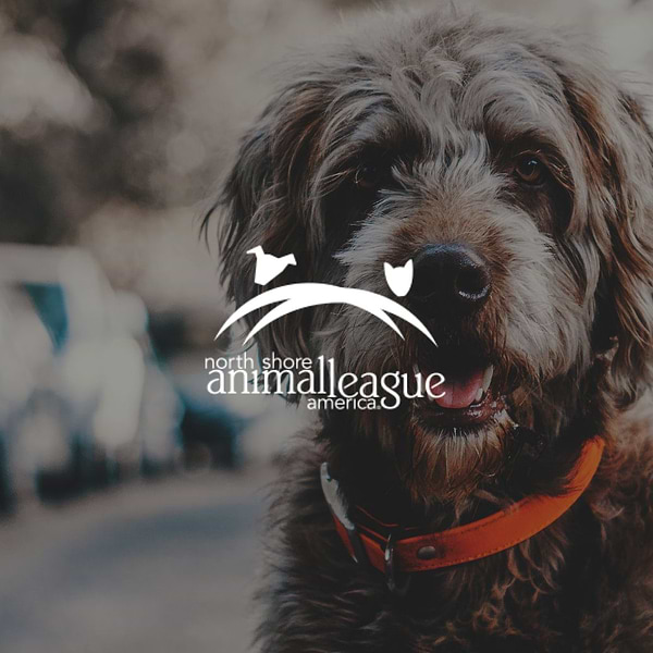 NS AL Animal Rescue A photo of a dog with a writing of " North Shore animalleague america"