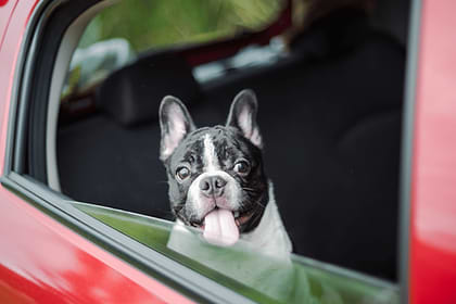 a dog sticking its head out of a car window