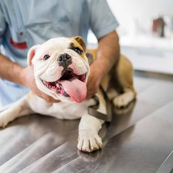 AirportTips Vet A frenchie in a grooming area ready for his turn. A personnel holding neck