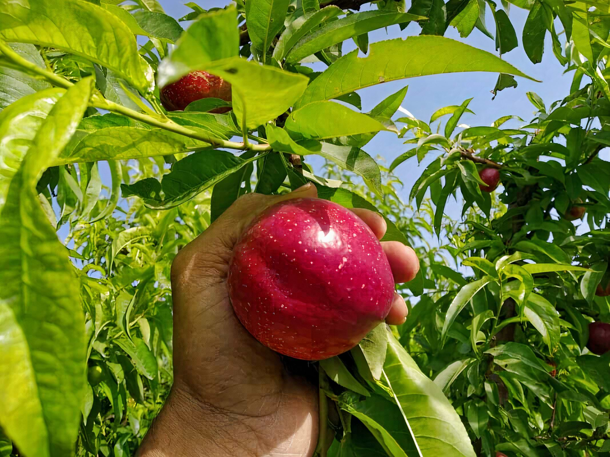 red fresh apple