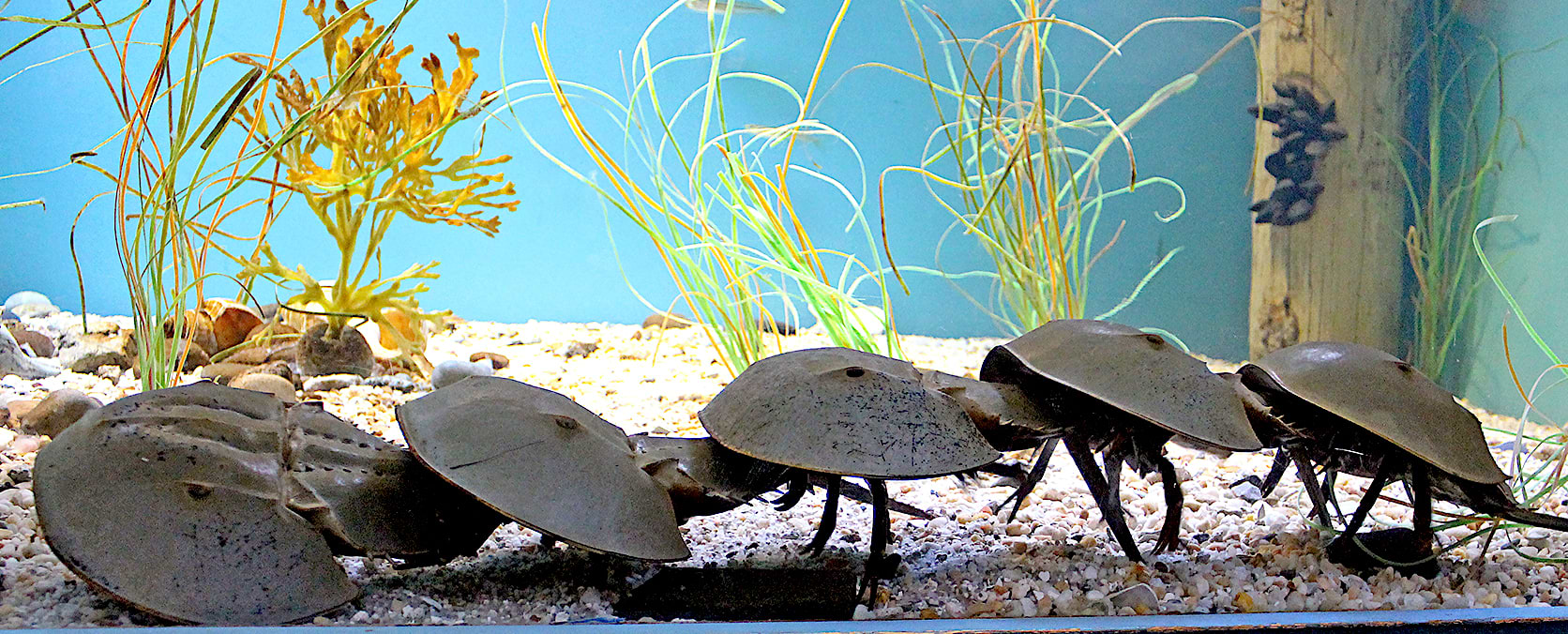 they-outlived-dinosaurs-but-can-horseshoe-crabs-survive-us-westport