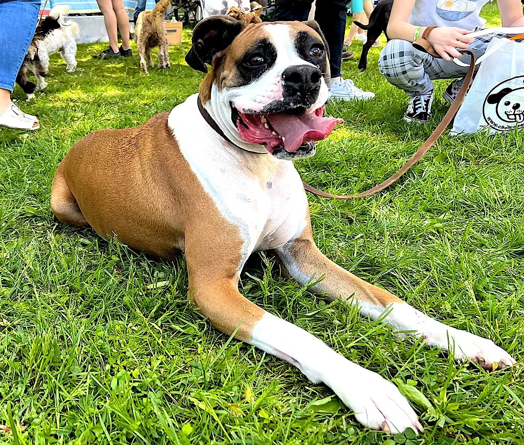 Dog Meet Dog Canines Celebrated at Westport Dog Festival Westport