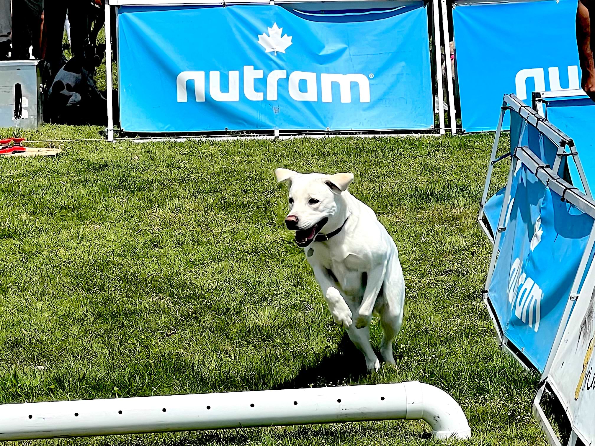 Parks and Rec unleashes Dog Festival after concerns Westport Journal