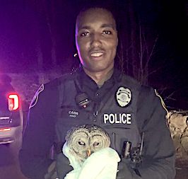 Injured barred owl rescued by Westport police officer