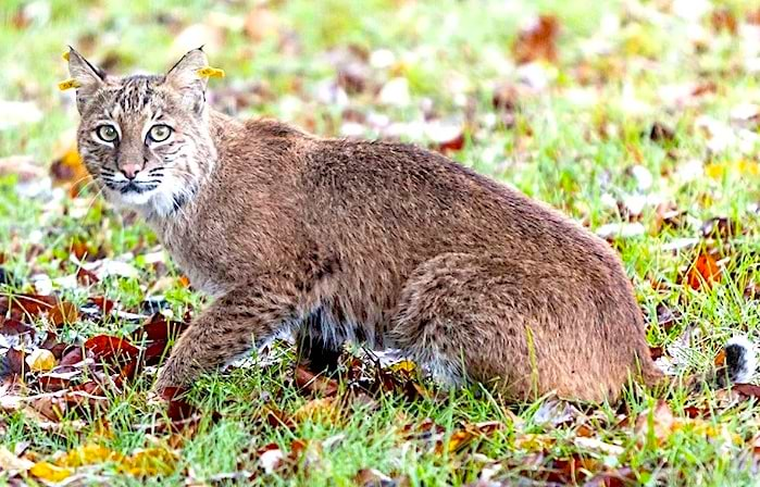 A nearby place called Bobcat Alley and how it's become safer for