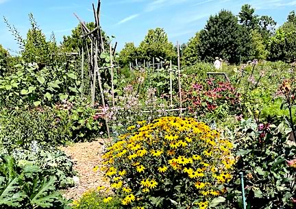 Letter: Tooker, don’t be ‘destroyer’ of community gardens