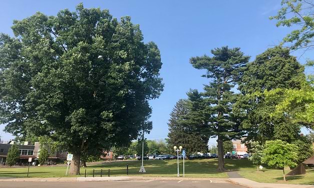 Tree Board not consulted on downtown parking plan