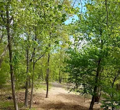 Tree ID project takes shape in Westport parks