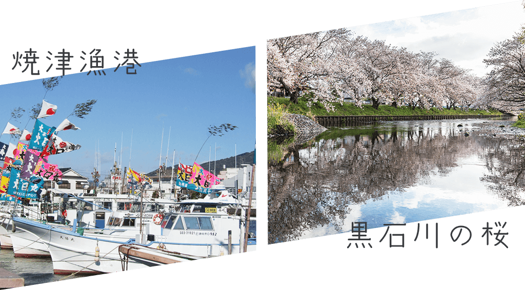 焼津漁港と黒石川の桜