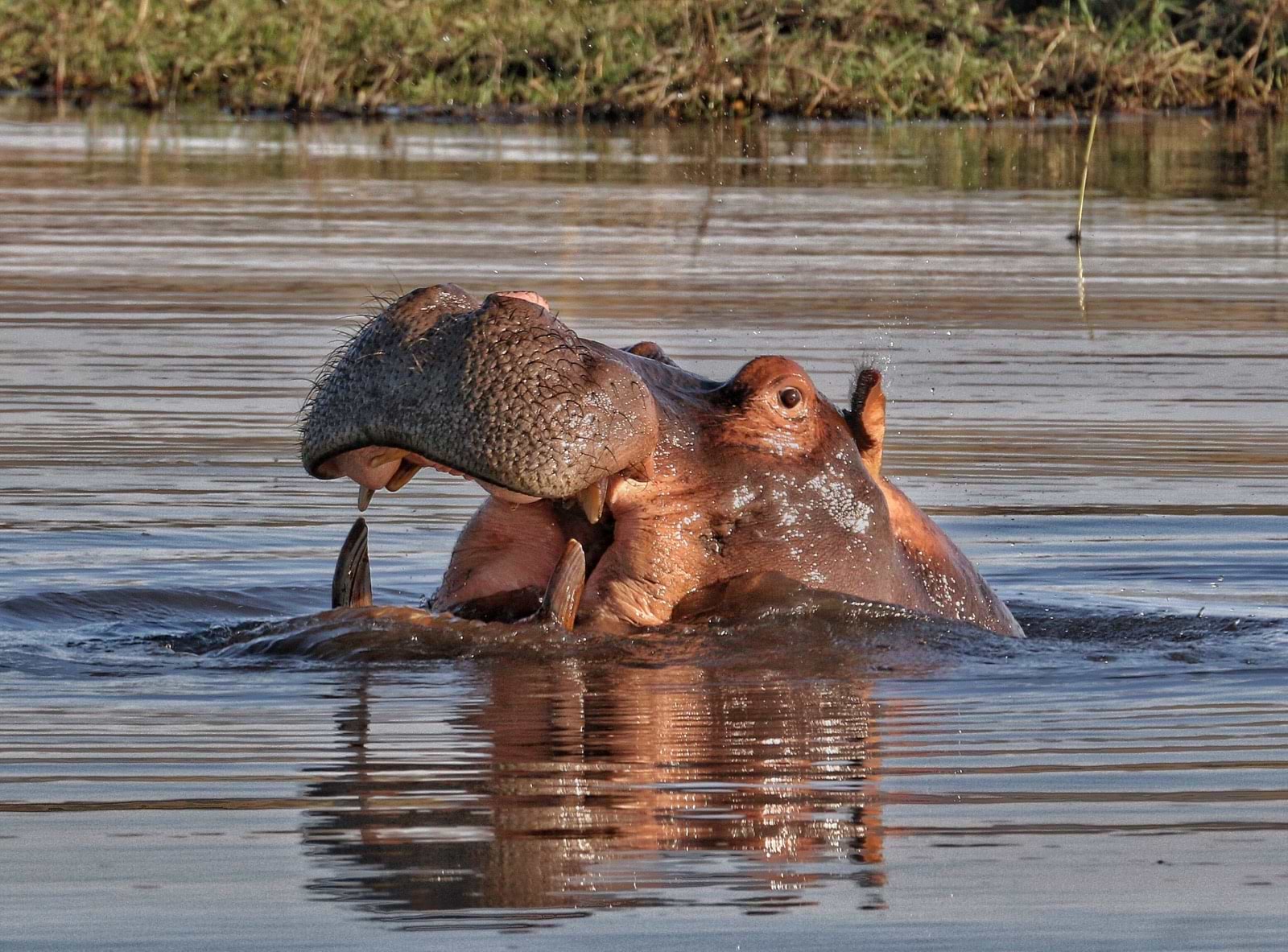 Hippopotamus in Botswana