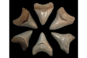 Unearthing Ancient Wonders: A Dive into the Megalodon Teeth of eBay