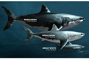 Biting into History With Megalodon Tooth vs. Great White Tooth