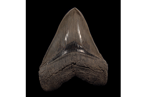 Unveiling the Megalodon: A Rare Fossil Find at Our Site