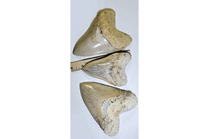 How To Tell If A Megalodon Tooth Is Real? Find Our Expert Tips Here