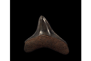 Unraveling the Mysteries: The Youngest Megalodon Tooth Found and the Alpha Predator of the Ancient Seas