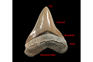 Should I Buy A Megalodon Tooth On eBay? Find Your Answer Here