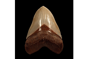 megalodon great white shark tooth