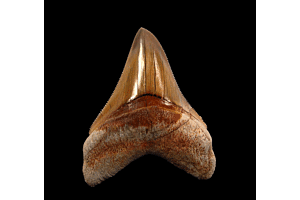 Unveiling Ancient Treasures: Where and How to Purchase Megalodon Teeth