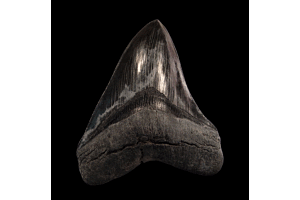 Black Megalodon tooth